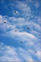 Consolation - RSAF 40th Anniversary Photo Contest '08